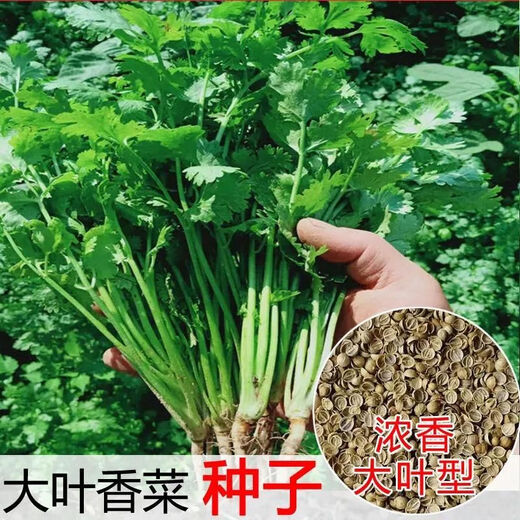 Four-season large-leaf coriander seeds, coriander seeds, courtyard, balcony potted plants, easy-to-grow vegetable seeds, coriander seeds, 1 bag, about 500 grams