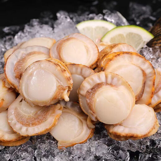 Chilled Ezo scallop meat 200g