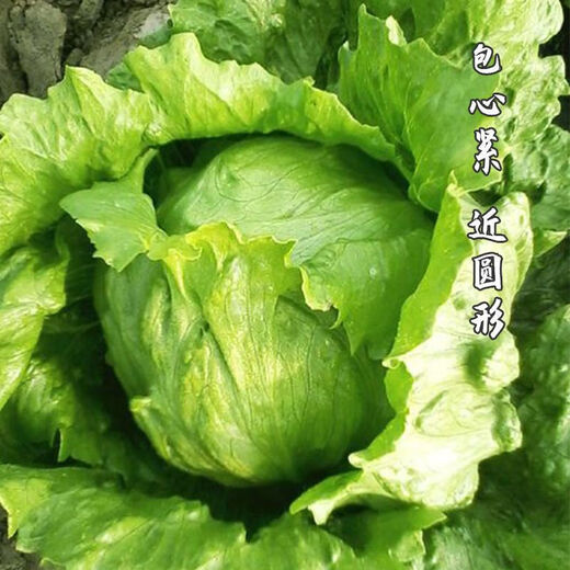 Sweet and crispy lettuce lettuce, hamburger lettuce seeds, crispy and refreshing, raw lettuce seeds, potted four-season farm vegetables, original crispy and tender lettuce, 1 pack/1555 grains of Song fertilizer