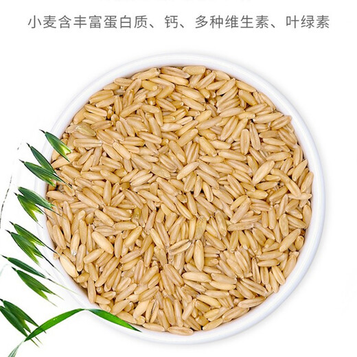 Greedy Horse Cat Grass Seeds Cat Mint Hair Removal Balls Cat Snacks Teeth Cleansing Cat Grass Hydroponic Seeds Cat Grass DIY Nutritional Soil Bags*3