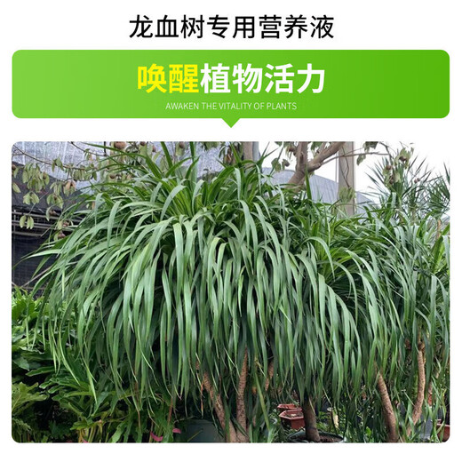 Devodo dragon blood tree special plant nutrient solution 2.5L gardening green plant flower potted flower fertilizer hydroponic planting foliage fertilizer