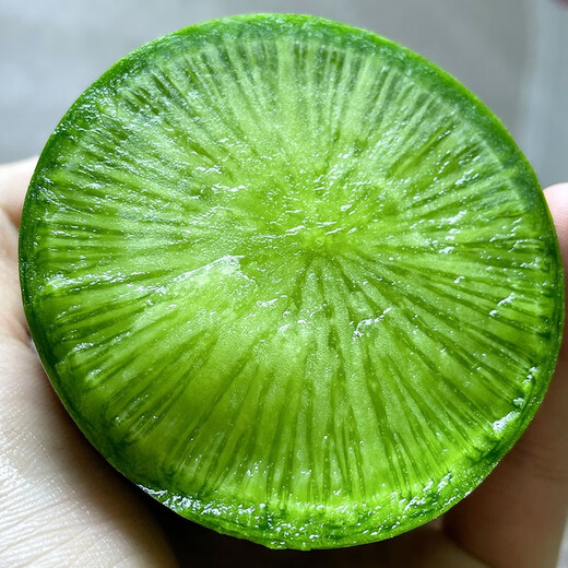 Shouhe radish seeds autumn sowing radish northern winter and spring fruit sowing vegetable seeds field planting seeds rapeseed Gancui Shawo radish seeds 10gx3 pack