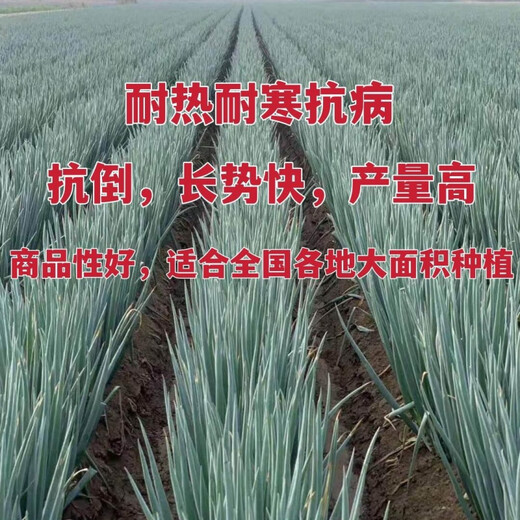 Authentic Shandong Zhangqiu hard-core scallions, special new species, four-season farmhouse spring, autumn and winter vegetable larvae seeds collection, high-quality selection, half Jin Jin is equal to 0.5 kg, Song and Song products, special new species