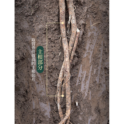 Juhetai 15mm blockbuster Minxian 10-year-old wild astragalus tablets 500g raw astragalus, Zhihuang's old astragalus Chinese medicinal material