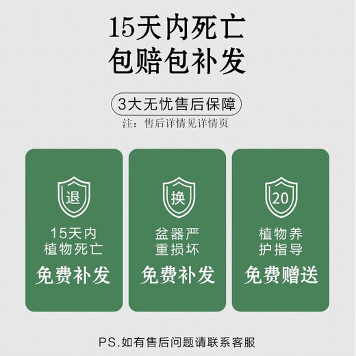 Shuangmeng potted green radish formaldehyde removal flowers and green plants office new house air purification 110 styles 10 pots straight from the source