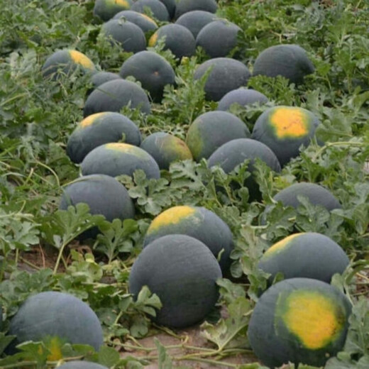 Super sweet seedless watermelon seeds, black skin, stable production, thin skin, red heart, extra large watermelon seeds, vegetable and fruit seeds for all seasons, black skin, seedless watermelon seeds, original, about 42 pieces