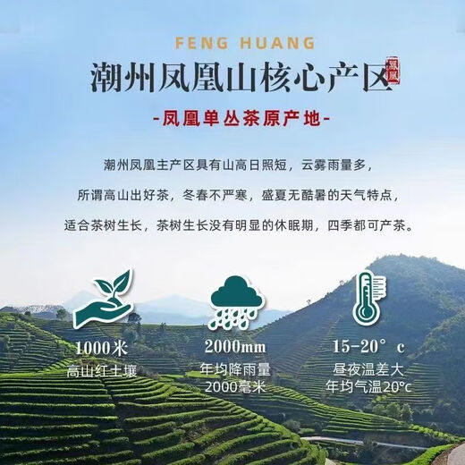 Chen Yifan Special Grade Phoenix Dancong Tea Authentic Chaozhou Phoenix Dancong Duck Shit Fragrance Bulk Good Quality Tea Phoenix Dancong Duck Shit Fragrance 250g/bag