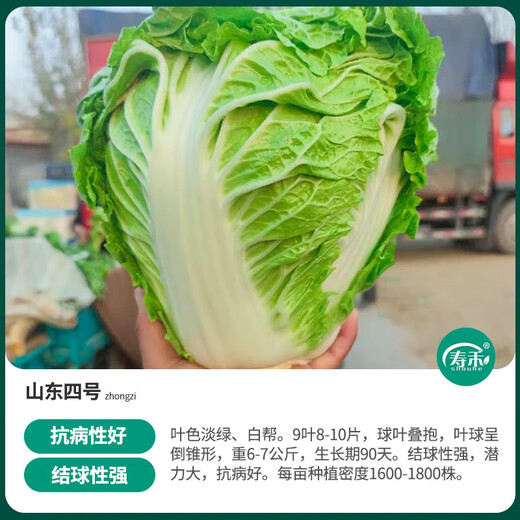 Shouhe Tianjin green hemp leaf Chinese cabbage seeds winter storage vegetable seeds field planting high stakes long summer and autumn green cabbage mussels Hualiang Shandong No. 4 Chinese cabbage seeds 12g/bag