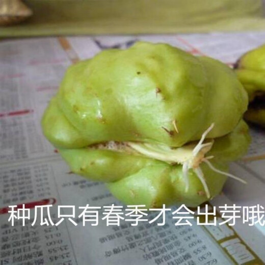 Chayote seeds, early maturing extra large chayote vegetable seeds, climbing vine saplings, potted perennial golden melons, 100% new goods, chayote seeds, exquisite products, 2 packs of about 50 pieces