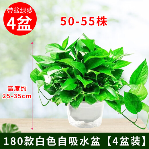 Shuangmeng green radish potted plant formaldehyde removal office new house air purification 180 white water-absorbing basins 4 basins straight from the source