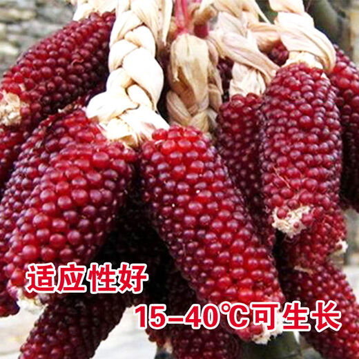Strawberry, fruit, corn seeds, pineapple and corn seeds, complete collection of ornamental vegetables for field planting in all seasons, wholesale of corn seeds, red strawberry corn/10 original grains