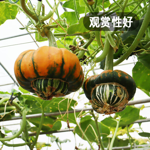 Fengming Yashi Picking Garden Incense Melon Seeds Four Seasons Sowing Ornamental Toys Small Pumpkin Seeds Incense Melon Seeds 10 capsules