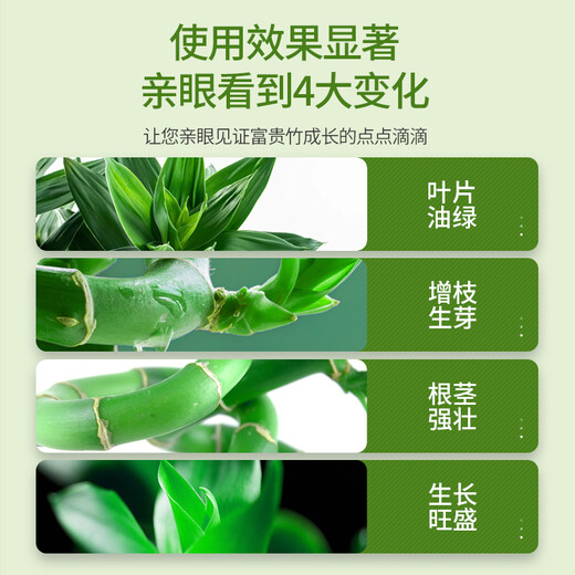Green Hope Rich Bamboo Nutrient Solution Special Leaves Yellow Bamboo Branch Water Culture Hydroponic Fertilizer Green Plant Potted Soil Culture Transfer Bamboo