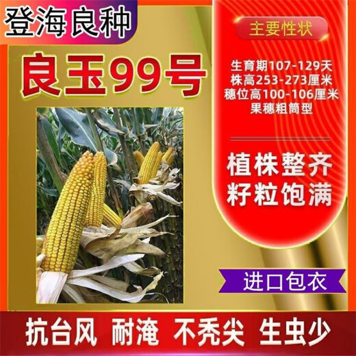 New species in stock original Liangyu 99 corn seeds disease-resistant and temperature-resistant Shandong Denghai Liangyu 99 hardcore corn big cob New species Denghai Liangyu 99 5118 grains x1 bag