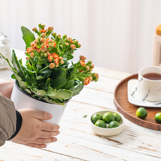 Health and Longevity 1 pot of longevity flower in random colors