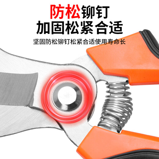 Dedong special garlic scissors for cutting garlic, garlic scissors, garlic scissors, cutting garlic roots, trimming garlic stems, onion segments, onion scissors, special knife for household use, straight-blade garlic scissors