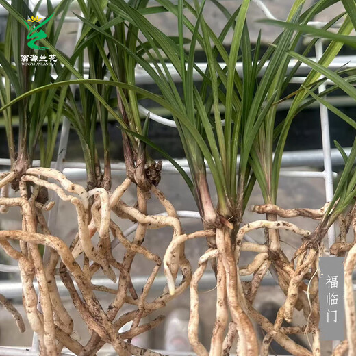 Wengyuan Orchid Lotus Petal Orchid Fulinmen Thin-Leaf Red Orchid Potted Fragrant Orchid Fulinmen 2 Seedlings Extra Strong Seedlings Simple Pot Soil