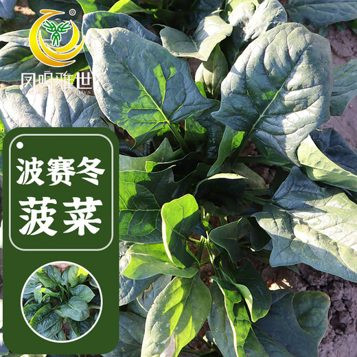 Fengming Yashi cold-resistant round-leaf spinach seeds four-season vegetable seed spinach winter-resistant spinach seeds 1000 capsules
