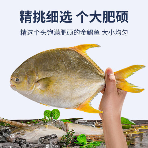 Selling Fish Qilang Domestic frozen golden pomfret 3 pieces net weight 2.7Jin Jin is equal to 0.5kg, extra large marine fish, fresh fish, seafood and aquatic products