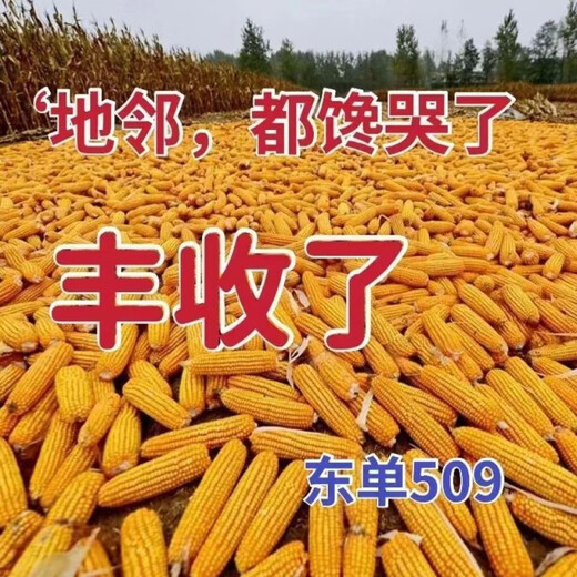 Spot new species Dongdan 509 double national-approved twin short-stem extra-large cob high-yielding corn seed purple stem purple root lodging resistance Big Mac Dongdan 509 five acres of land red axis long grain lodging resistance drought and pest resistance high temperature