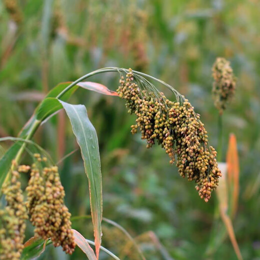 Shanxi big yellow rice seed shelled glutinous rice valley Qinzhou yellow origin soft rice rice dumpling rice broom broom millet millet millet seed 150g simple packaging
