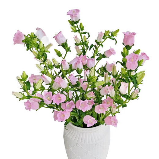 Exploding machine, 5 random colors of campanula flowers