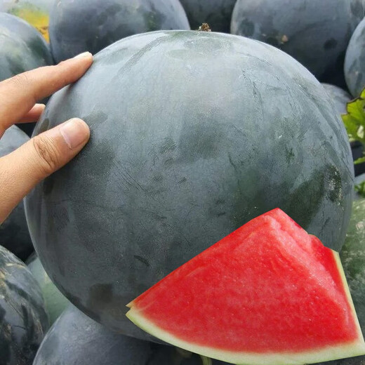 Yuhenong Black-skinned Seedless Watermelon Seeds Suitable for Southern Super Sweet Yuyi Sweet Seedless Watermelon Seeds 50g/barrel