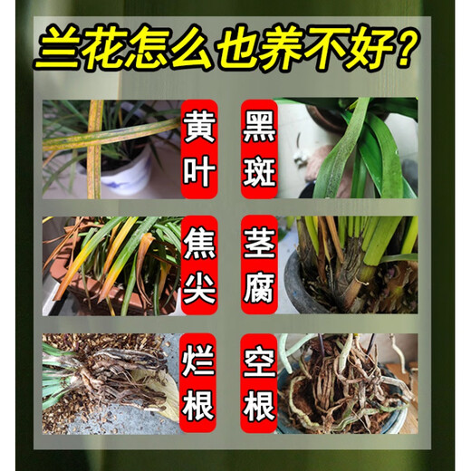 Orchid multi-flare orchid special lazy nutrient solution to promote flowering, delay flowering period and treat yellow leaves, general-purpose liquid fertilizer for orchid multi-flare 300ML*2 bottles