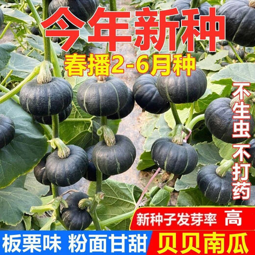 Authentic Beibei Pumpkin Seeds, Chestnut Pumpkin Seeds, Sweet, Waxy, Super Sweet, High-yielding Potted Four Seasons Vegetable Seeds, Original. Authentic Beibei Pumpkin Seeds, Chestnut Flavor, High Germination and High Quality, 2 packs of about 60 capsules.