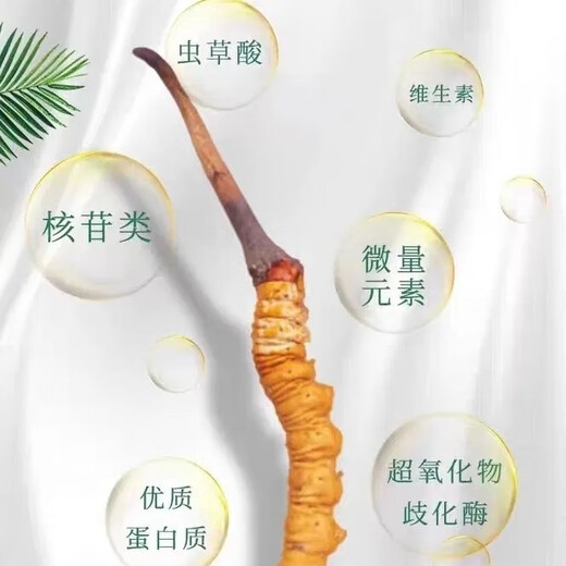 新鲜冬虫夏草2025年头期虫草正品领导高海拔送礼正宗鲜虫草过节 0.6-0.7克/根  10根鲜虫草 冬虫夏草  顺丰发货