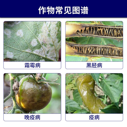 Syngenta Jinlei 68% refined armor, manganese and zinc, grape downy mildew, late blight, black shank, pesticide and fungicide 100g*1 bag