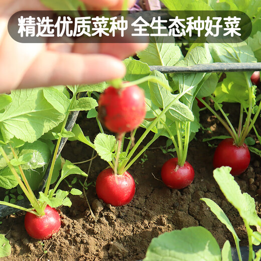 Fengming Yashi cherry radish seeds four seasons vegetable seeds balcony potted field planting aftertaste cherry radish seeds 10g
