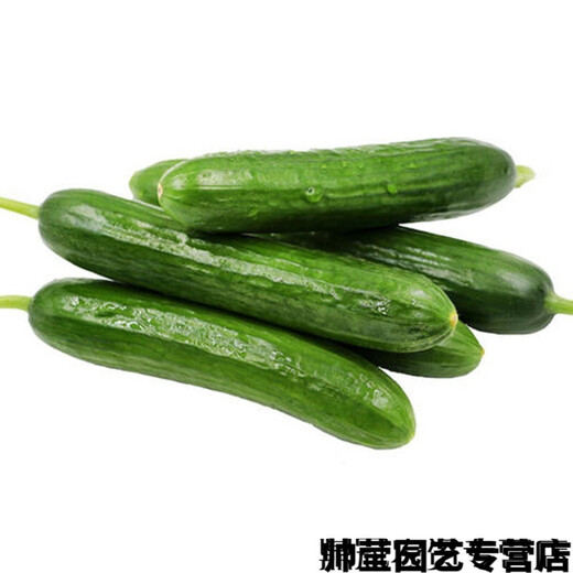 Chunzhiyun thornless fruit cucumber seeds Dutch imported fruit cucumber seeds small cucumber milk melon seeds Cayenne Cayenne thornless fruit cucumber original 1000 capsules