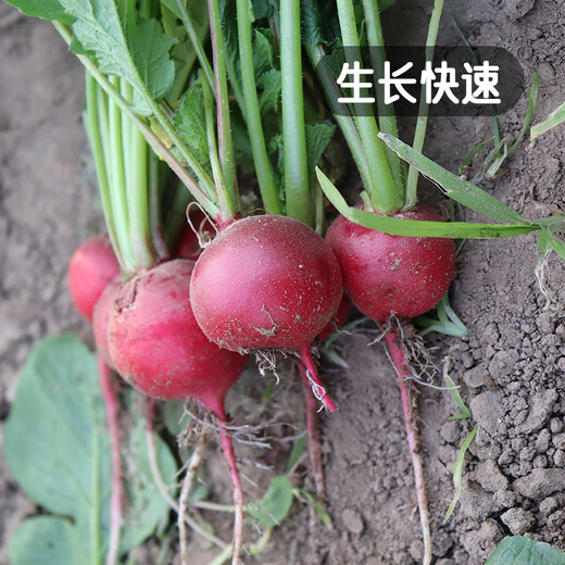 Fengming Yashi cherry radish seeds four seasons vegetable seeds balcony potted field planting aftertaste cherry radish seeds 10g