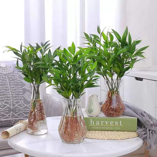 Flower list Bamboo and cypress potted hydroponic mosquito repellent plants green plant potted plants all year round evergreen 20 trees (excluding bottles) straight from the source