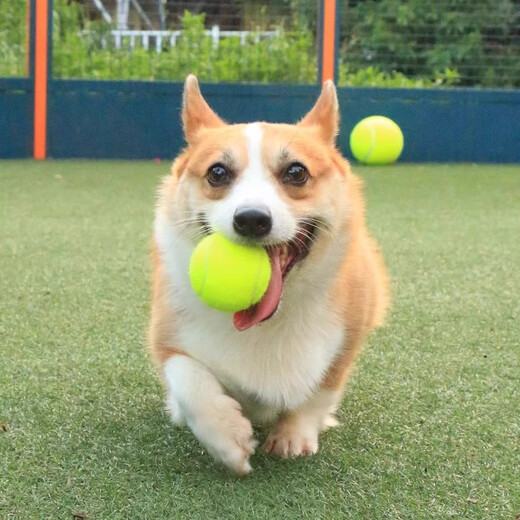 Dog toy ball, self-entertainment and boredom relief artifact, pet border animal, Golden Retriever, Corgi, bite-resistant ball, training, molar tennis rubber, green 2 pcs, fully applicable