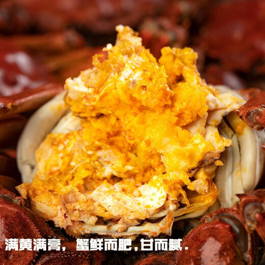 Live crab Yangcheng Emperor hairy crab fresh spot extra large male crab female crab exquisite gift box spot male 5.0 two female 4.0 two 5 pairs 10 pieces