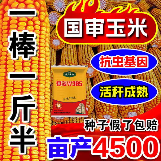 Полная коллекция крепких семян кукурузы, высокая урожайность, короткие стебли, устойчивы к полеганию, засухе и переувлажнению, не плесневеют, крупные твердые стебли, быстрое обезвоживание, стандарты Академии сельскохозяйственных наук, национальное одобрение Дэнхай, около 4200 зерен.