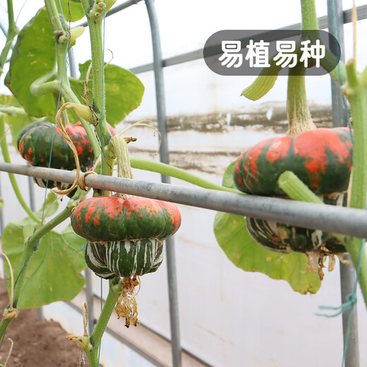 Fengming Yashi Picking Garden Incense Melon Seeds Four Seasons Sowing Ornamental Toys Small Pumpkin Seeds Incense Melon Seeds 10 capsules