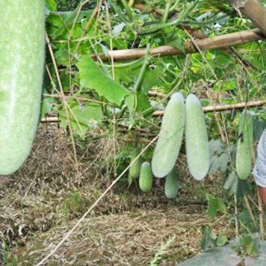 One melon per section, winter melon seeds, hairy section melon, small winter melon, stable yield for all seasons in spring, potted vegetable seeds, 50 pieces, pink-skinned winter melon