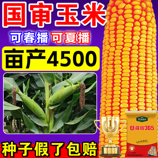 Полная коллекция крепких семян кукурузы, высокая урожайность, короткие стебли, устойчивы к полеганию, засухе и переувлажнению, не плесневеют, крупные твердые стебли, быстрое обезвоживание, стандарты Академии сельскохозяйственных наук, национальное одобрение Дэнхай, около 4200 зерен.