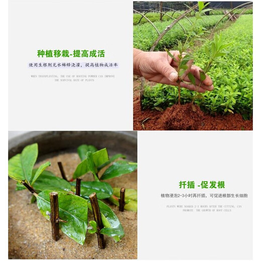 Guoguang Genpan 5% Indole Naphthalene Acetic Acid Naphthalene Acetic Acid Rooting and Seedling Strengthening Agent Transplanting Rooting Agent Nutrient Solution Growth Regulator 200ml