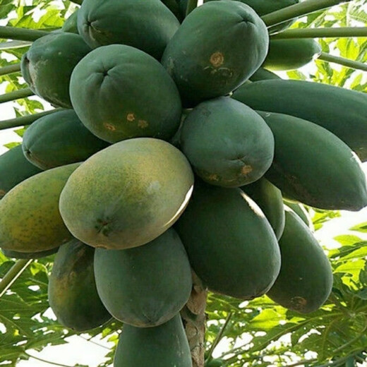 High-yielding papaya seeds, Hainan red heart papaya seeds, milk papaya fruit seed seedlings, papaya seeds for all seasons, Hongfei papaya seeds 100 capsules + rooting powder