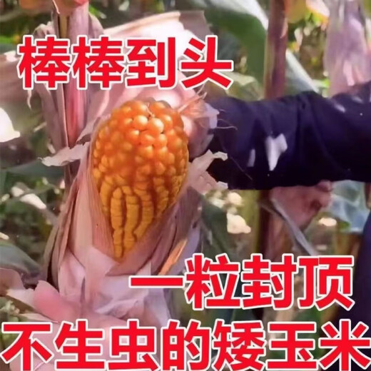 Spot new species Dongdan 509 double national-approved twin short-stem extra-large cob high-yielding corn seed purple stem purple root lodging resistance Big Mac Dongdan 509 five acres of land red axis long grain lodging resistance drought and pest resistance high temperature