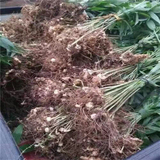 Authentic Medicinal Materials Polygonatum Seeds Chicken Head Polygonatum Tiger Ginger Chicken Claw Ginseng Claw Ginseng Yellow Pheasant Seeds Polygonatum Seeds 1000 capsules