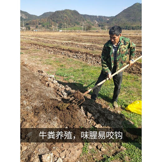 Zailu Daqiu introduces fresh red earthworms live bait small large size bulk live bait fishing earthworms boxed fish fishing gear shop small size one Jin Jin is equal to 0.5 kg + 30 boxes