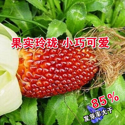 Strawberry, fruit, corn seeds, pineapple and corn seeds, complete collection of ornamental vegetables for field planting in all seasons, wholesale of corn seeds, red strawberry corn/10 original grains