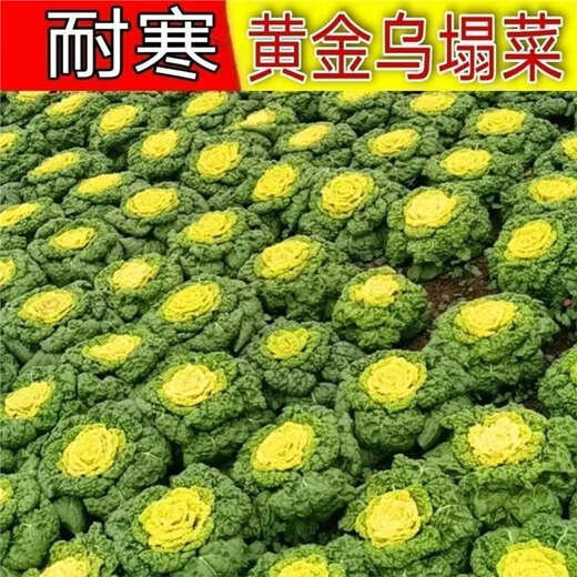 Yellow cabbage seeds, cold and wet-resistant, field garden planting, chrysanthemum heart cream, yellow cabbage vegetable seeds, standard, newly arrived, 1 pack, 1010 capsules