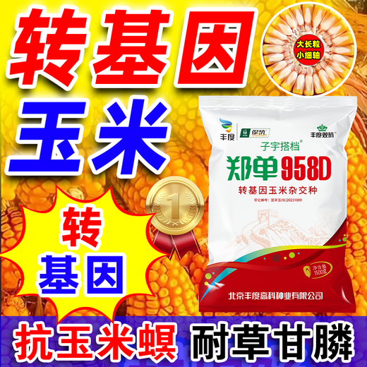 Strong man Zheng Dan 958D genetically modified corn seed collection, short stem, lodging resistance, disease resistance, hard horse tooth stick standard, genetically modified, about 3 Jin Jin is equal to 0.5 kilograms