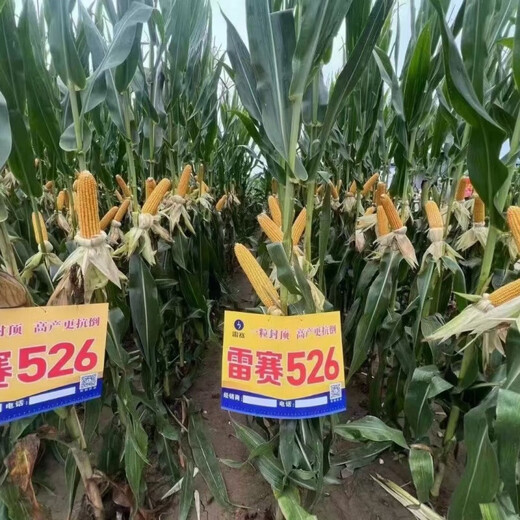 New species in stock, nationally approved Leisai 526 large-grain deep-shaft fine corn seeds, authentic drought-resistant, waterlogging-tolerant, high-yielding corn. New species in stock, nationally approved Leisai 526 5526 grains x1 bag (packaged with